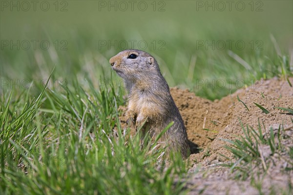 European ground squirrel