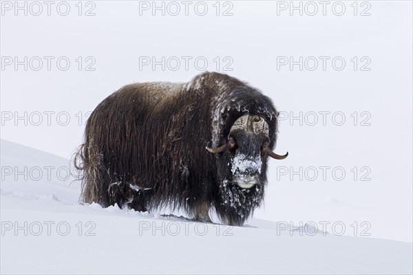 Muskox