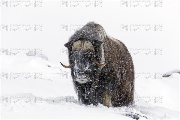 Muskox