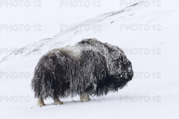 Muskox