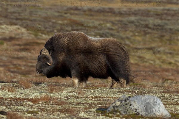 Muskox