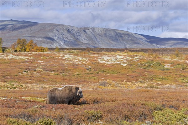 Muskox