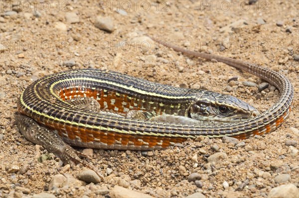 Yellow-throated plated lizard