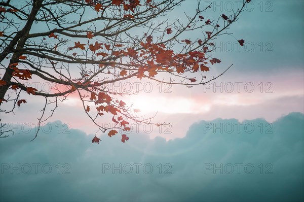 Autumn leaves on a maple tree backlit in the evening