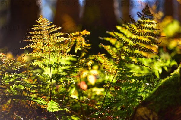 Autumn mood in the forest with ferns against the light