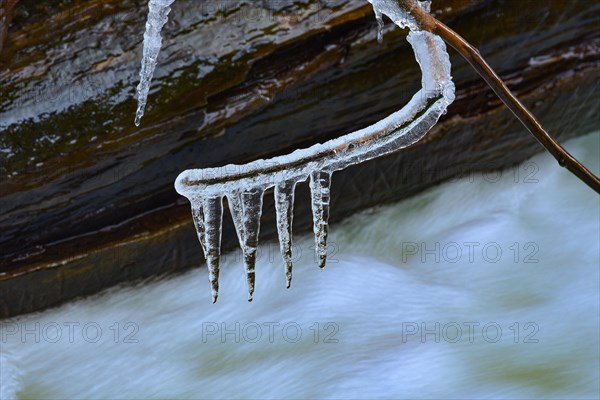 Branch with icicles on a torrent in West Allgaeu