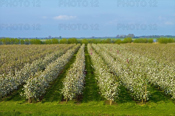 Apple trees in blossom in the Alte Land near Luehe Gruenendeich