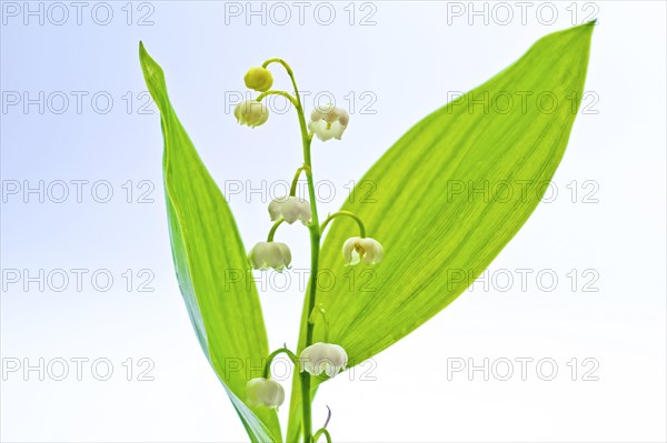 (Convallaria majalis)