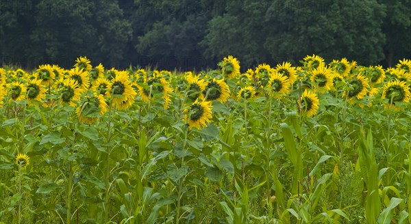 Sunflower field