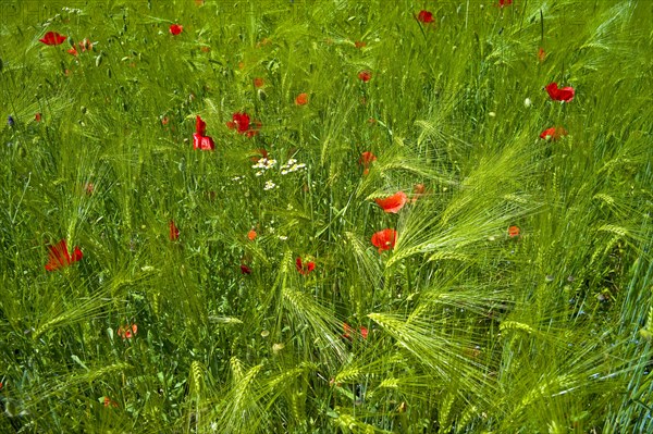 Poppies