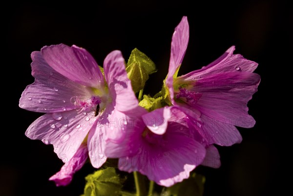 Flower of a cup mallow