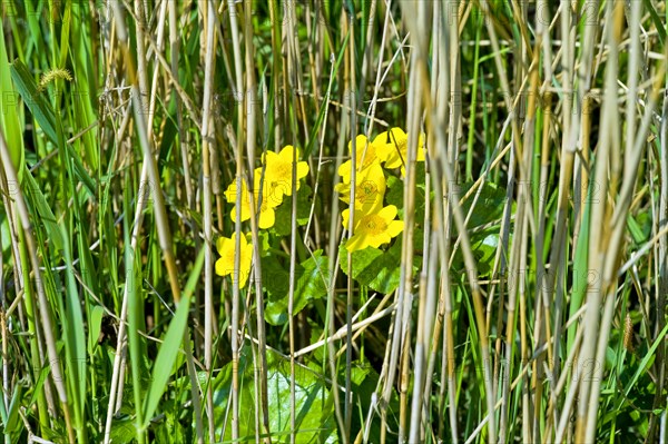 Marsh marigolds