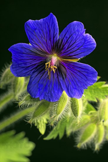 Cranesbill