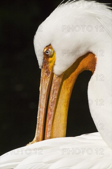 American white pelican