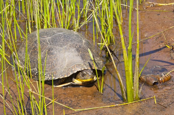 Blandings turtle