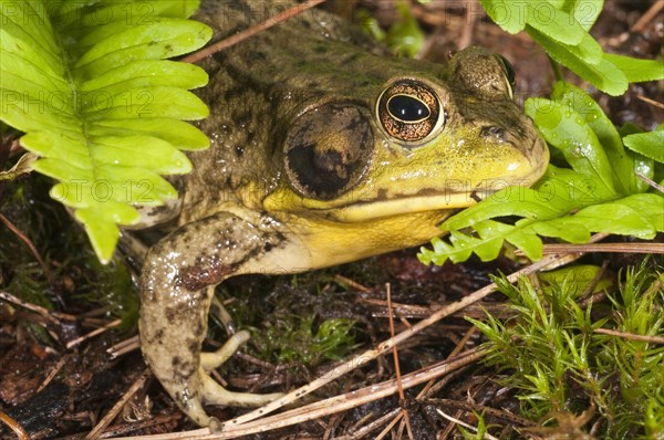 Green frog