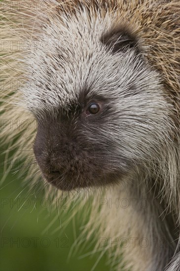 Adult male North American porcupine