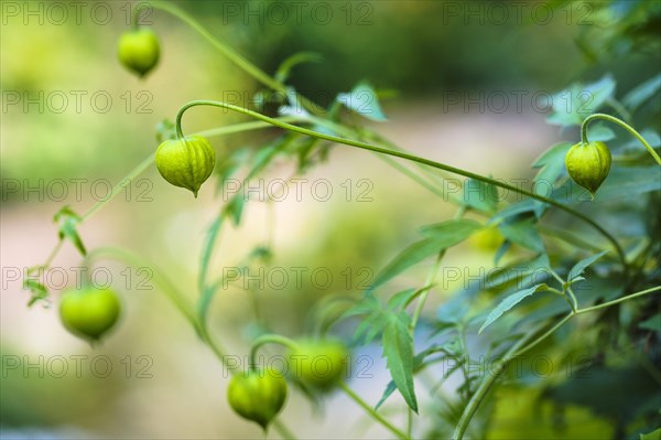 Clematis Bill McKensie