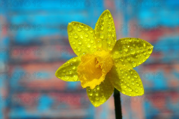 Wild daffodil