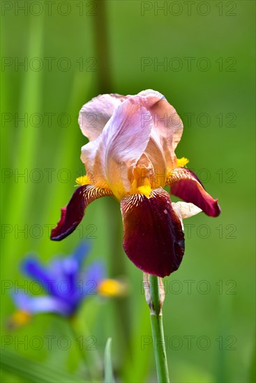 Bearded iris