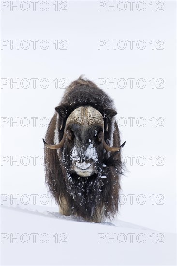 Muskox