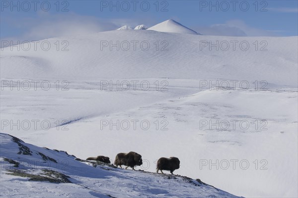 Three muskoxen