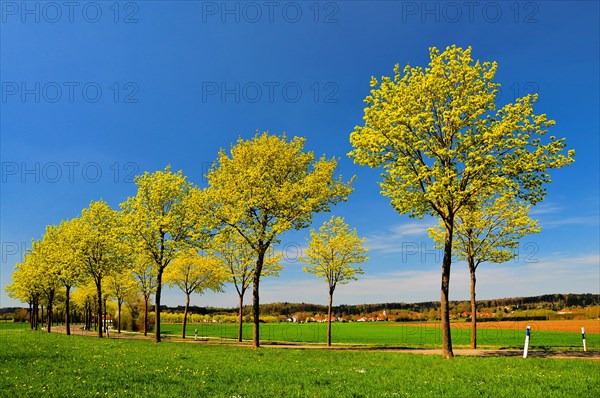 Maple avenue in blossom in spring