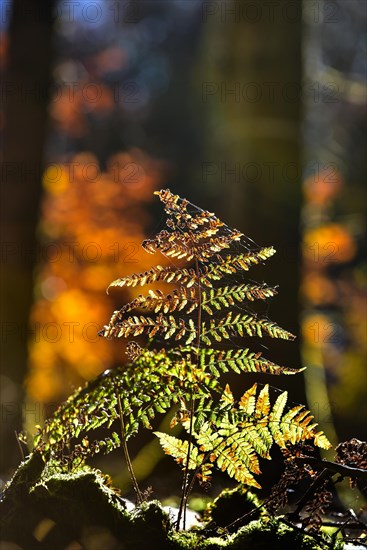 Autumn mood in the forest with ferns against the light