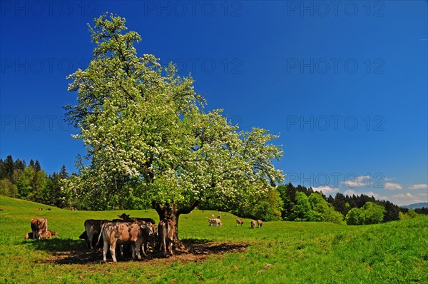 Cows on the mountain pasture