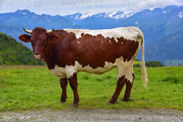 Pinzgauer cow on a mountain pasture in Tyrol