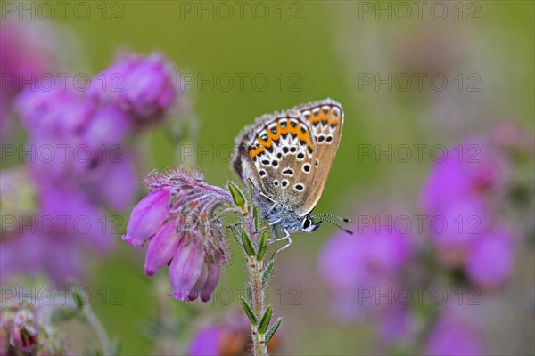 Silver-studded blue