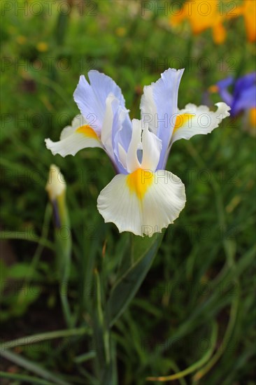 Irises