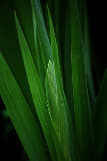 Leaves of a sword lily