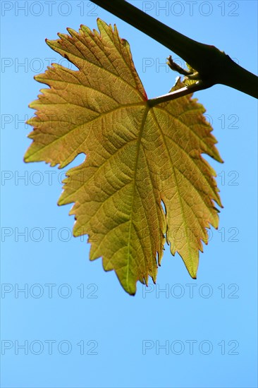 Grape leaf