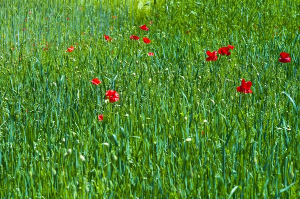 Poppies