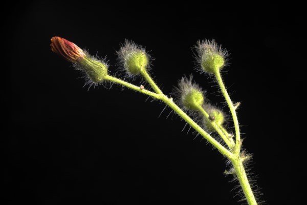 Fox-and-cubs