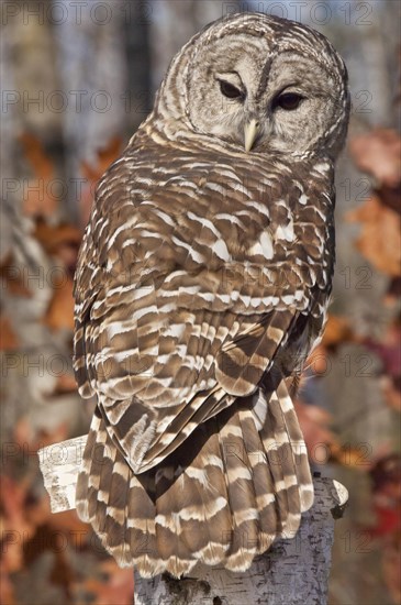 Barred Owl