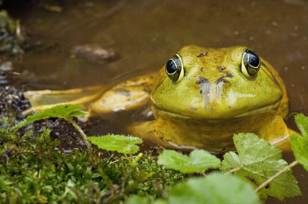 Bullfrog