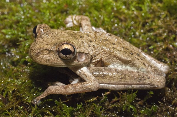 Cuban tree frog