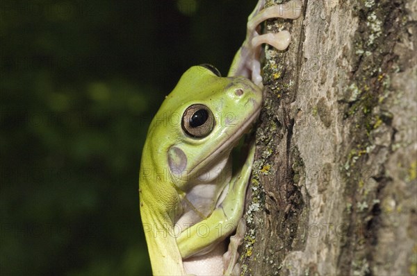 Whites Tree Frog