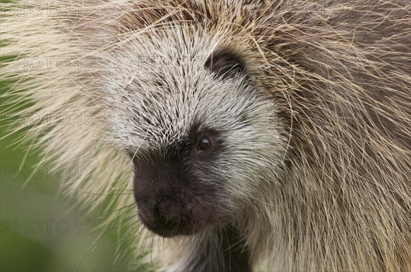 Adult male North American porcupine