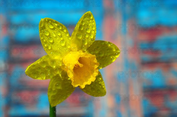 Wild daffodil