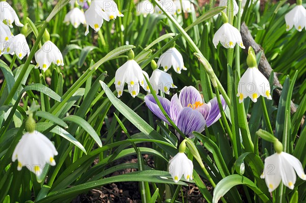 Single crocuses