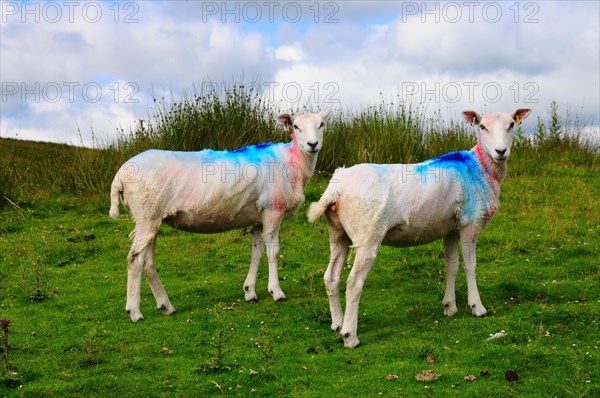 Sheep in a pasture in the Yorkshire Dales