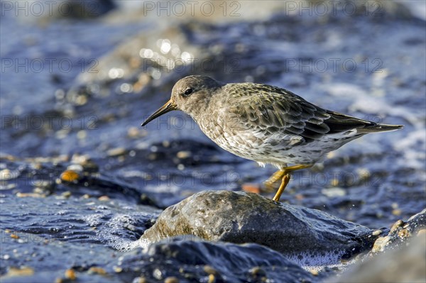 Purple sandpiper