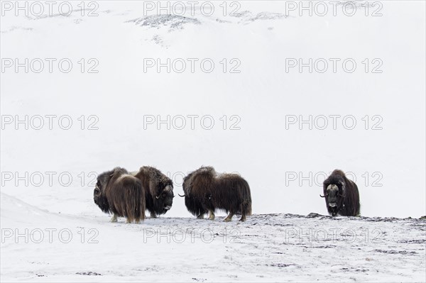 Muskoxen muskox