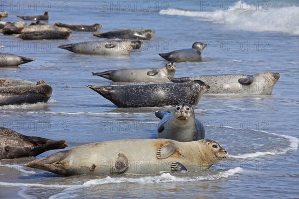 Common seals