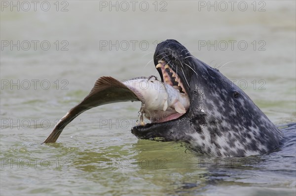 Close up of common seal