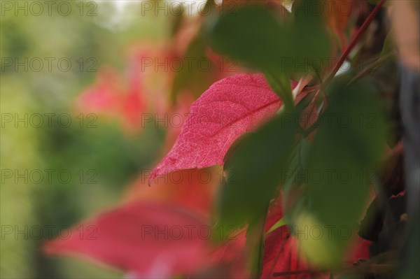 Virginia Creeper