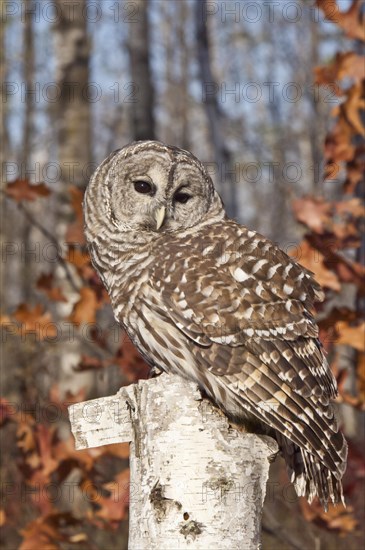 Barred Owl